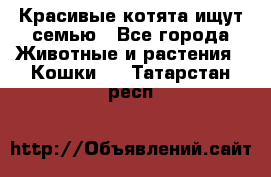 Красивые котята ищут семью - Все города Животные и растения » Кошки   . Татарстан респ.